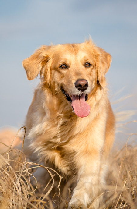 suppliments and remedies for dogs