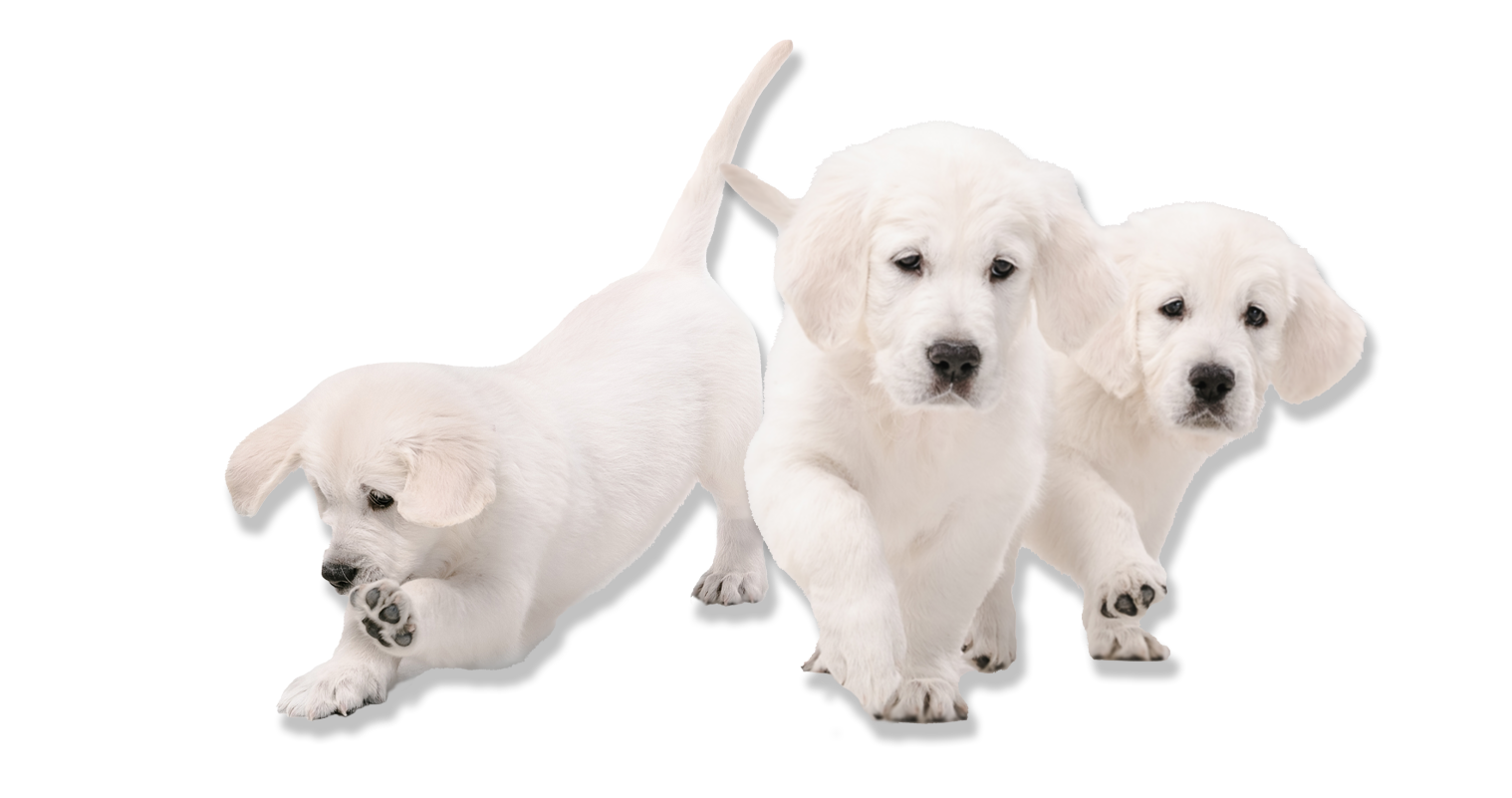 Raw dog food for puppies Raw dog food for puppies